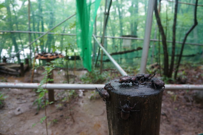 ムシムシドーム